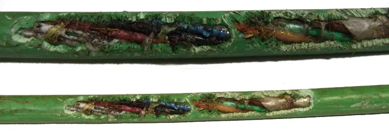 Fibre Optics damaged by Rats Even Rats need their 5-a-day